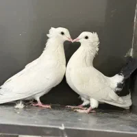 دم سیاه|پرنده|سراوان, |دیوار