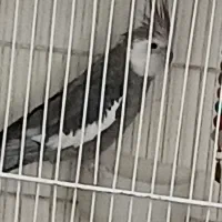 عروس البینیو لوتیتو بشرط قیمت مناسب|پرنده|مشهد, گلبرگ|دیوار