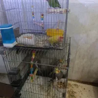 فروش ۳تا عروس هلندی با یک جفت برزیلی