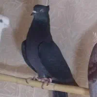 کبوتر سبز ماده گمشده