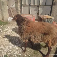 قوچ کاردرجه یک هترو هرکول