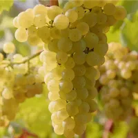 فروش درخت انگور سفیدبیدانه گلدانی