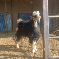 کهره چپش برزی|حیوانات مزرعه|شیراز, کیان آباد|دیوار