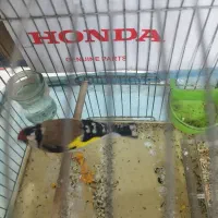 فروش. سهره. وسهره قناری