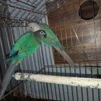 یک جفت گرینچیک