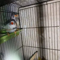 فنچ مولد|پرنده|تربت‌حیدریه, مسجد جامع|دیوار