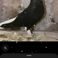 سلام درود سیاه دم سفید گم کردم سعدی بلوار نارنجستا