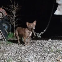 پاکوتاه فیندو یک ساله