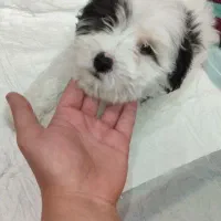 شیتزو واگذاری|سگ|پاکدشت, پاکدشت (مامازند)|دیوار