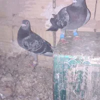 کفتر