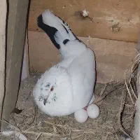 کبوتر  انواع پرنده معاوضه دارم اگهی رو بخون