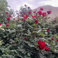 فروش شاخه گل