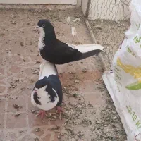 شهری سیاه