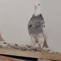 کبوتر طوقی.|پرنده|ابریشم, |دیوار