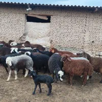 بره نر پای پروار