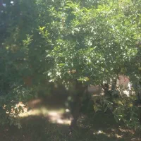 باغ ویلامعاوضه باهمه چی