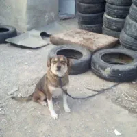 واگذاری رایگان سگ‌‌ پاکوتاه نگهبان تیزوباهوش