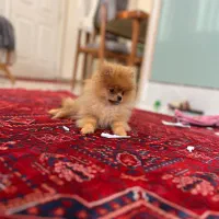 پامر عروسکی ۴ماهه
