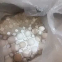 فروش تخم لاری نطفه دار