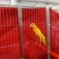 قناری رسمی بلند نر