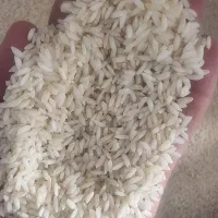 انواع مارک عنبربو محلی به شرط پخت و درجه یک|خوردنی و آشامیدنی|شوش, |دیوار