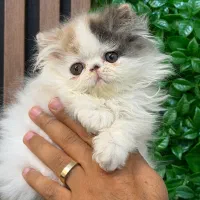 توله گربه پرشین اگزوتیک