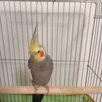 عروس هلندی نر و ماده