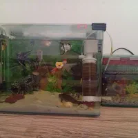 آکواریوم با ماهی