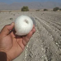 بذر پیار مینروا و سایروس|خدمات باغبانی و درختکاری|جیرفت, |دیوار