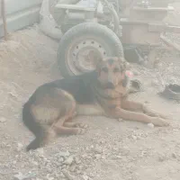 سگ ژرمن نر اماده ک ش ش