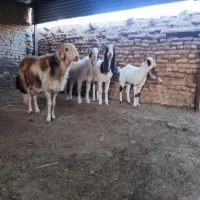 بزغاله گلابی پتیری|حیوانات مزرعه|فریمان, |دیوار