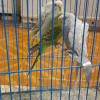 مرغ عشق فری ومعمولی