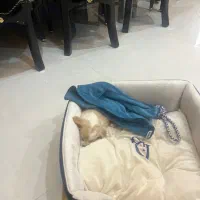 سگ جیبی مالتیزهمراه باوسایل ۲ماهه