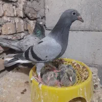 تعدادی کبوتر قیمت تعاونی