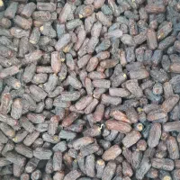 پخش عمده و خرده خرما درجه یک پیارم حاجی آباد