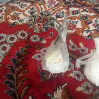 عروس هلندی|پرنده|شیروان (خراسان), |دیوار