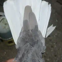 کفتر قهوه‌ای دم سفید شعمک تخت نر مست شیش دنگ