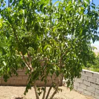 باغ-نقلی-اجیلی-وزمین-سندتک-برگ