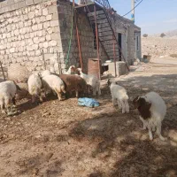 ۱۰عدد بره دویره نمونه|حیوانات مزرعه|کارزان, |دیوار