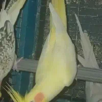 عروس معاوضه با سهره و گلدین
