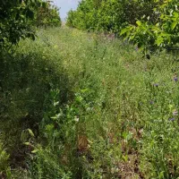 فروش-باغ-در-20کیلمتری-اردبیل