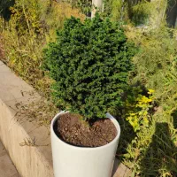 کریپ توپی (62% تخفیف) 13ساله|گل و گیاه طبیعی|تهران, صادقیه|دیوار