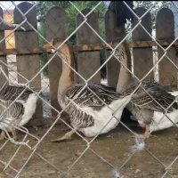 غاز تولوز فرانسه|حیوانات مزرعه|گنبد کاووس, |دیوار