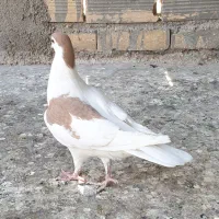 4 تا کفتر صید|پرنده|مشهد, نیزه|دیوار
