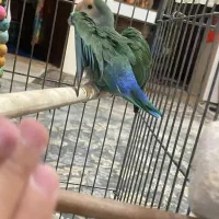 طوطی برزیلی اماده مست مست بشرط تخم گذار|پرنده|آفتاب, |دیوار