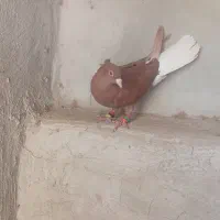 سرخ دم سفید ماده