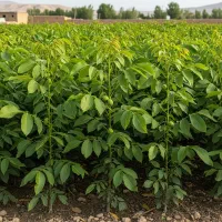 تماس فوری برای تضمین خرید نهال گردو با تخفیف ویژه|گل و گیاه طبیعی|استهبان, |دیوار