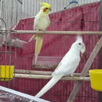 جفت عروس هلندی کشیده بلند بی عیب