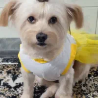 سگ ماده مهربون آپارتمانی