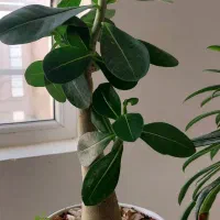 گل طبیعی قیمت مناسب|گل و گیاه طبیعی|شاهرود, |دیوار